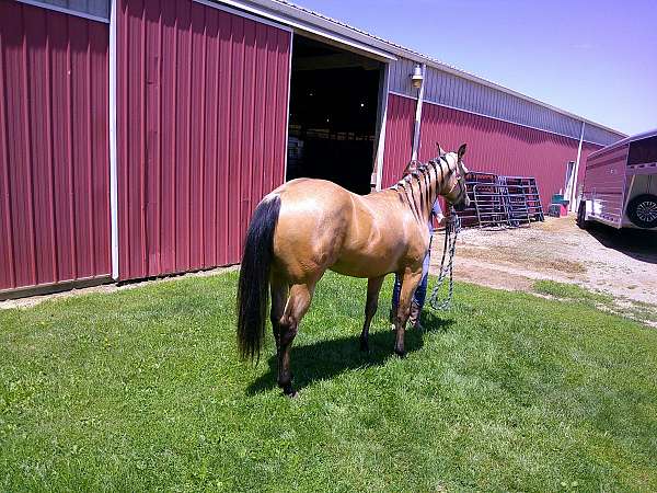 calf-roping-quarter-horse