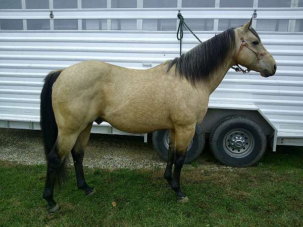 chex-quarter-horse