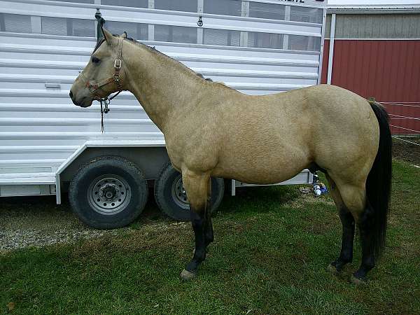 colonel-quarter-horse