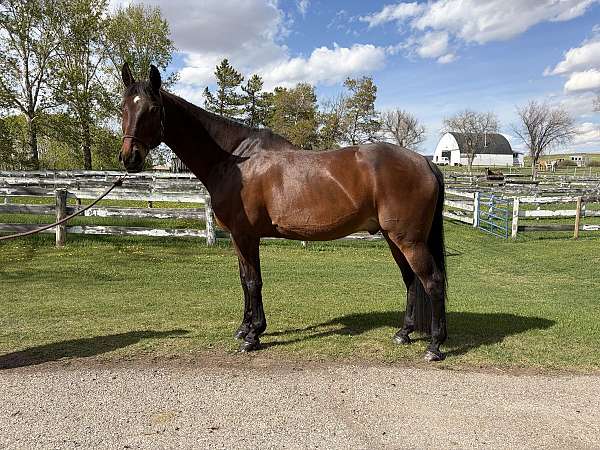 warmblood-gelding