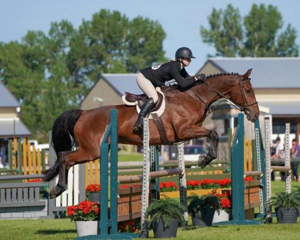 warmblood