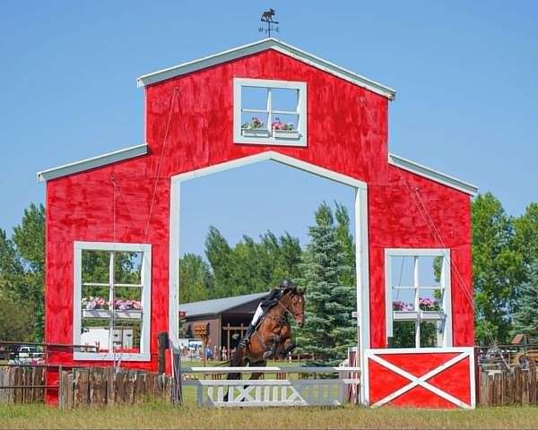warmblood-horse-for-sale