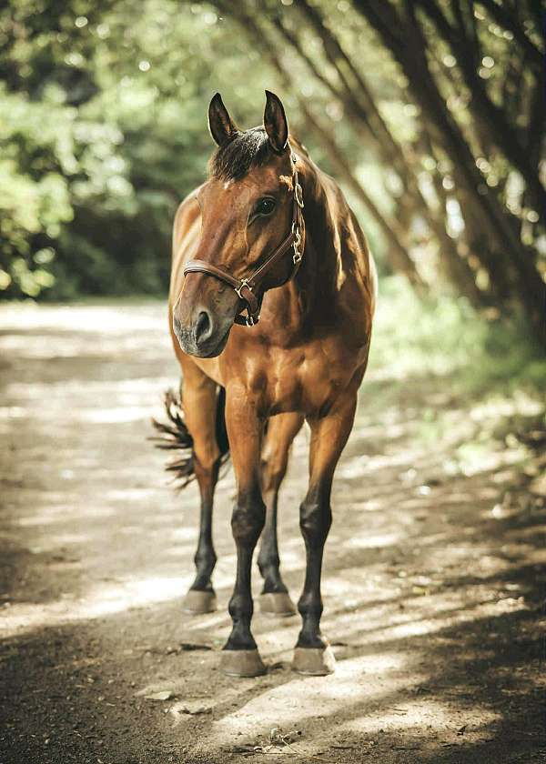 warmblood-horse