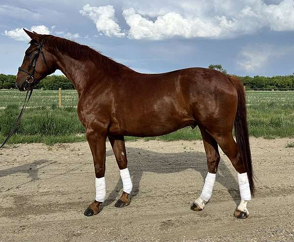 blaze-hind-socks-horse