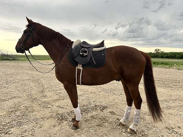 chestnut-blaze-hind-socks-horse