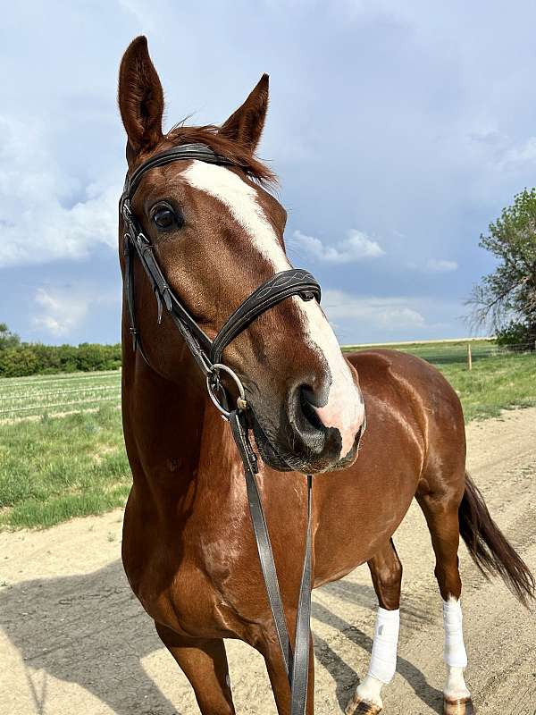 dressage-warmblood-horse