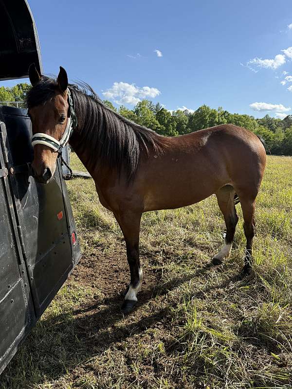experienced-trail-rocky-mountain-standardbred-horse