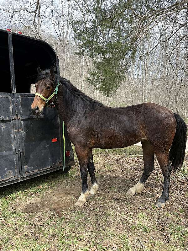 rocky-mountain-standardbred-horse-for-sale