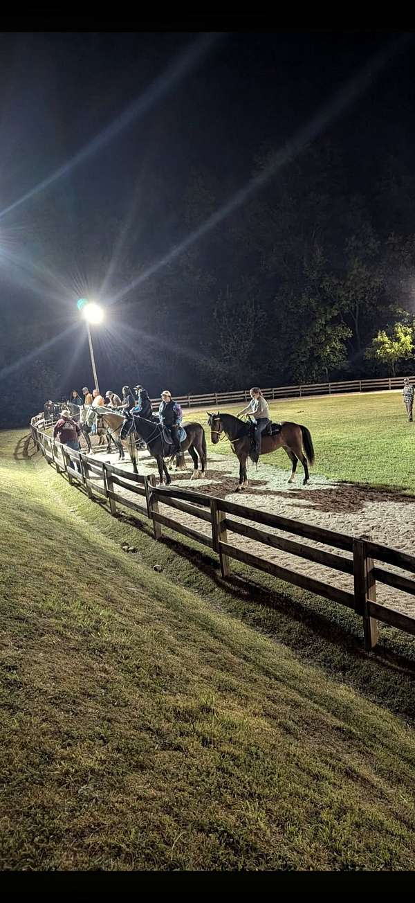 rocky-mountain-standardbred-mare