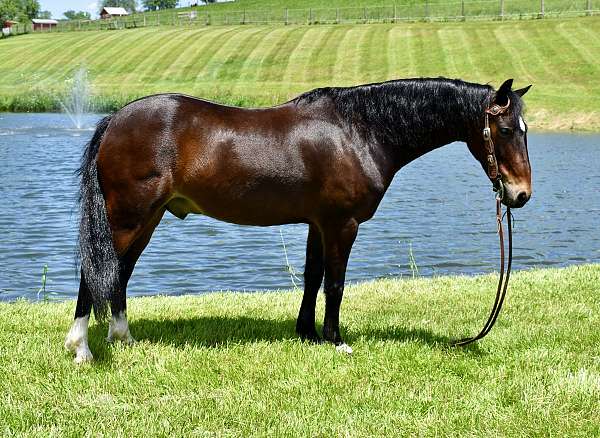 ohio-hackney-pony