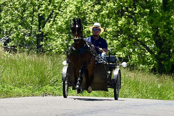 parade-hackney-pony