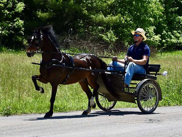team-driving-hackney-pony