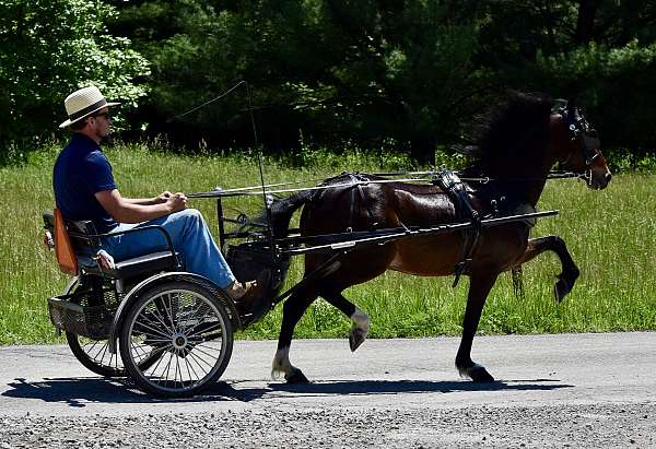 twilight-farms-gelding