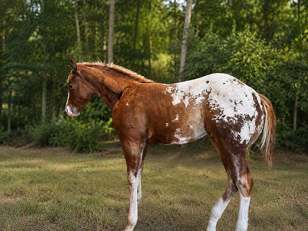 rf-partial-horse