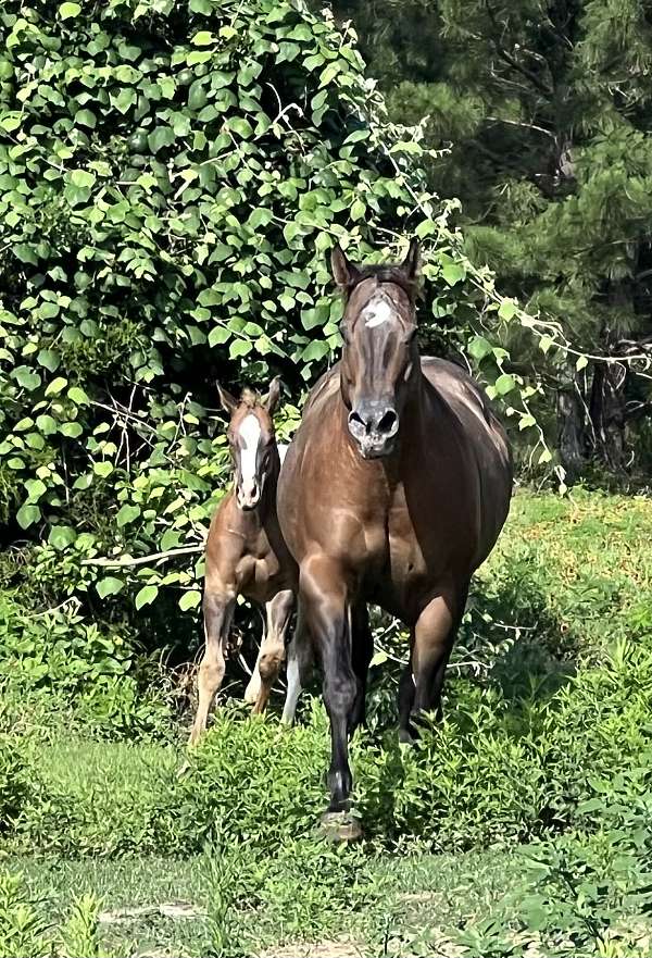 chestnut-2-hind-horse