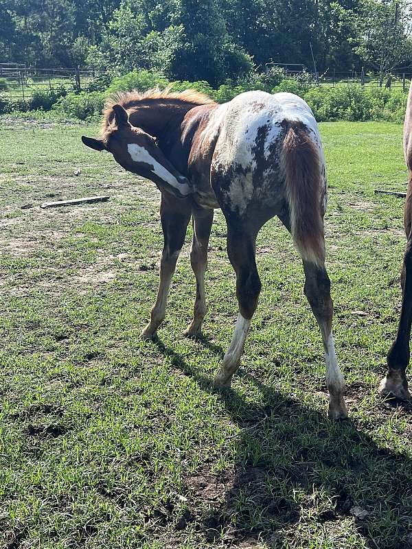 chestnut-rf-partial-horse