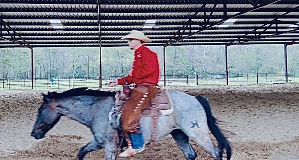 blue-roan-star-horse