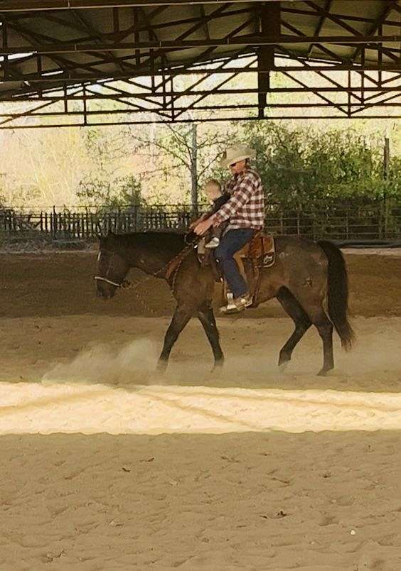 all-around-quarter-horse