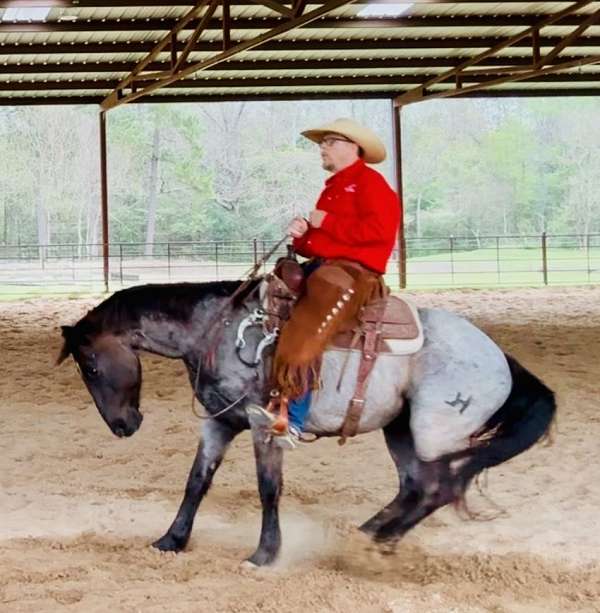 beginner-quarter-horse