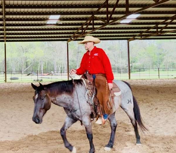 husband-safe-quarter-horse