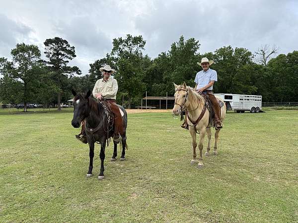 kid-safe-quarter-horse