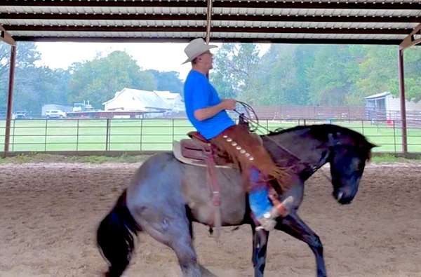 natural-horsemanship-training-quarter-horse