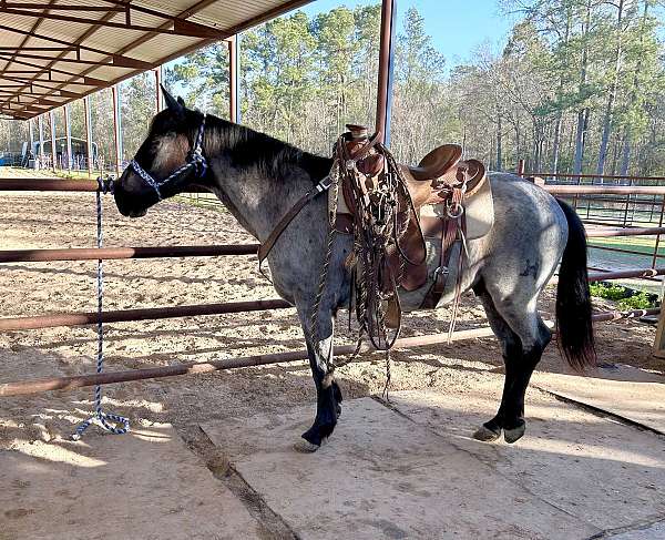 ranch-work-quarter-horse