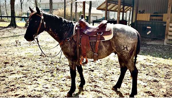 roping-quarter-horse