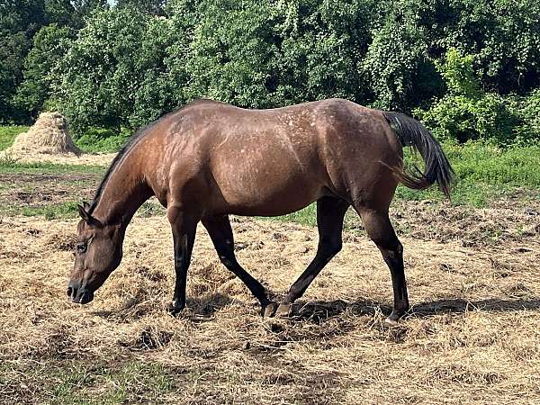 bay-star-spots-over-back-hips-horse