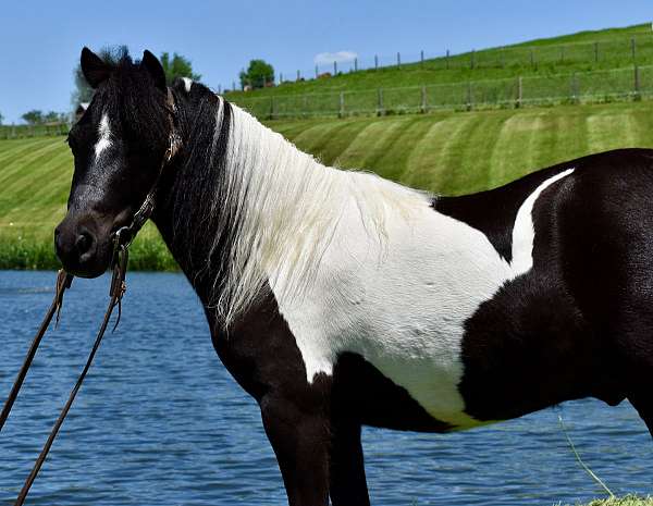 miniature-pony