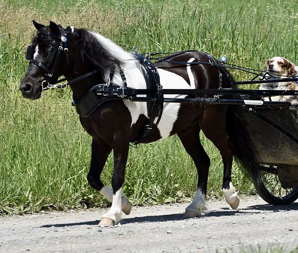 kid-safe-miniature-pony