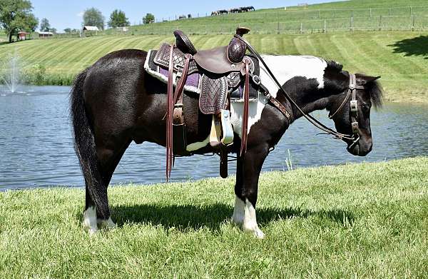 trick-trained-miniature-pony