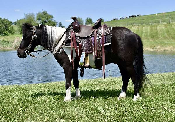 driving-pony-miniature