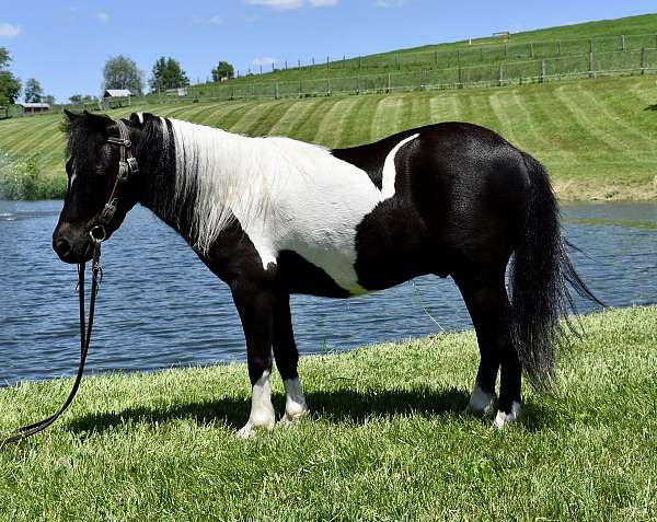 lesson-pony-miniature