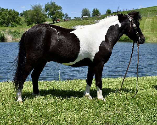 english-pony-miniature