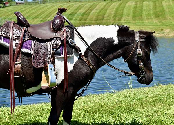 western-pony-miniature