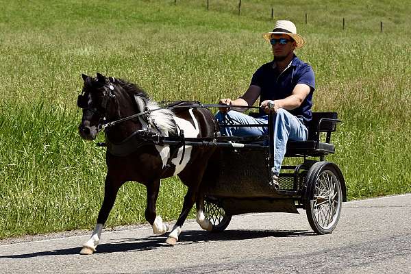 all-around-miniature-pony