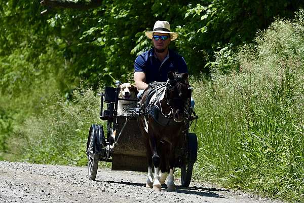 beginner-miniature-pony