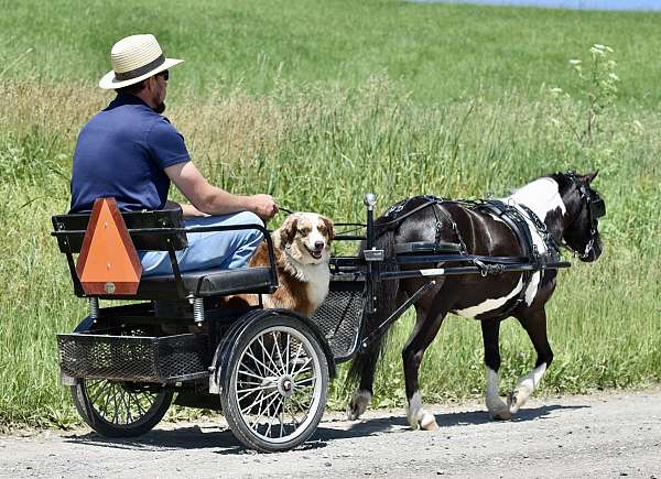 companion-miniature-pony