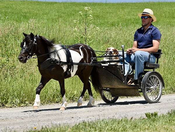 driving-miniature-pony