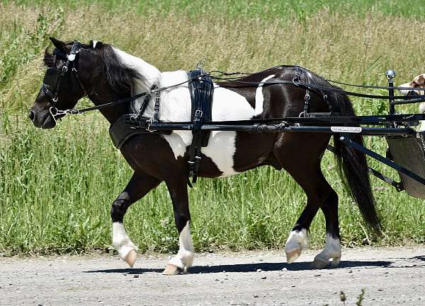 experienced-miniature-pony
