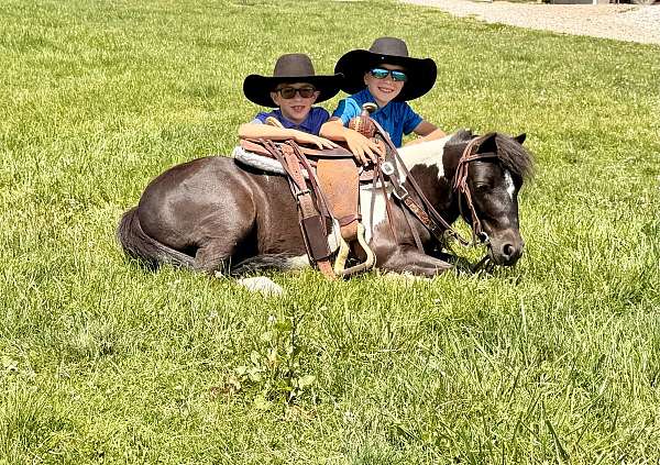 arena-miniature-pony