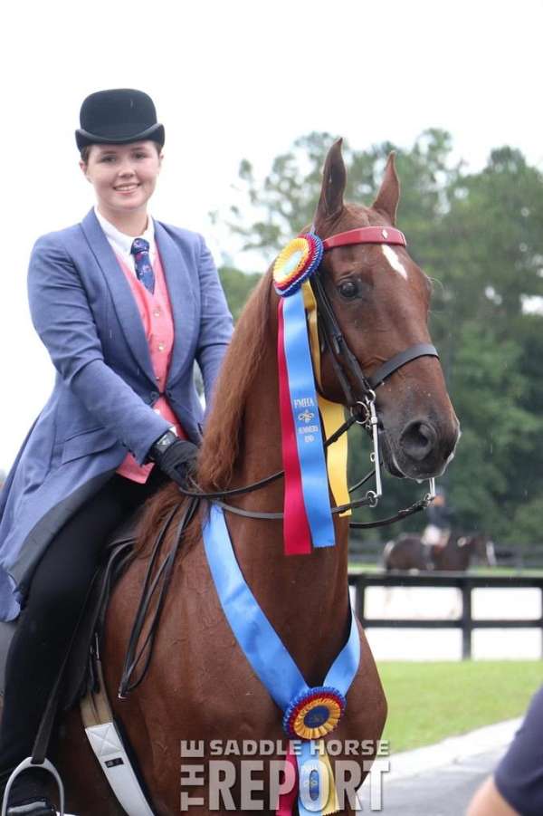 chestnut-star-right-hind-sock-horse
