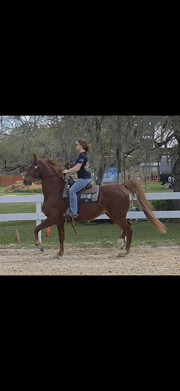 star-right-hind-sock-horse
