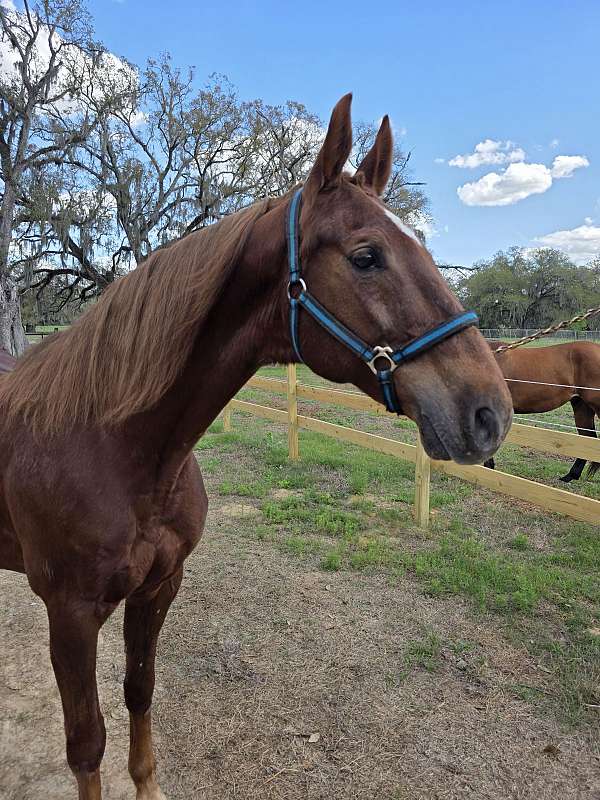 champion-saddlebred-horse
