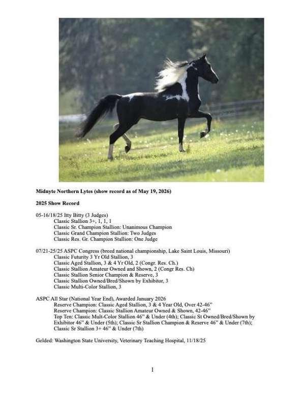 tobiano-black-bay-pony