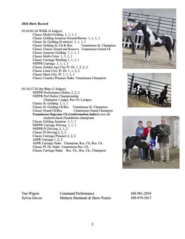 congress-shetland-pony