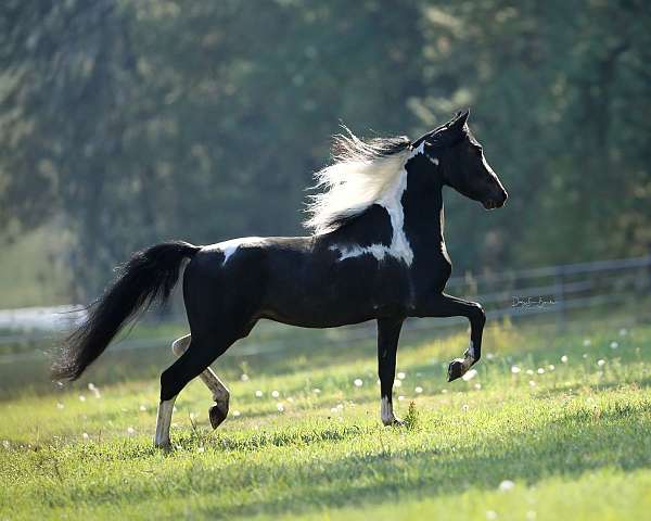black-bay-pony