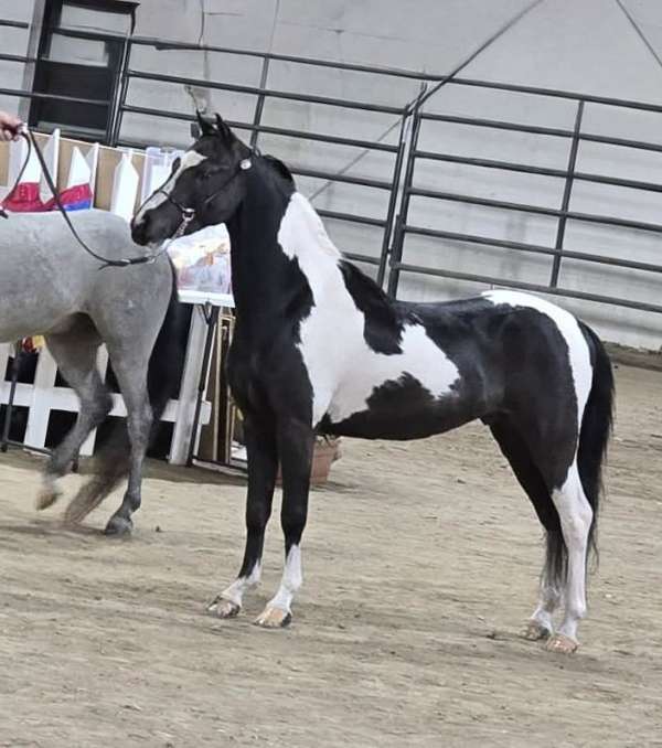 a-shows-shetland-pony
