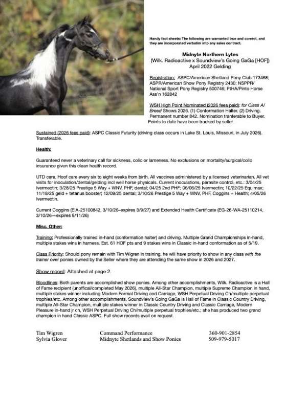 amateur-shetland-pony